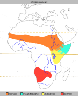 A három alfaj és a másik faj elterjedési területe: narancssárga = észak-afrikai strucc türkizkék = szomáliai strucc citromsárga = maszáj strucc piros = dél-afrikai strucc
