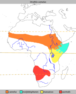 Distribución de l'avestruz