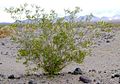 Kreosotbusch (Larrea tridentata)