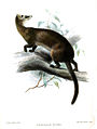 Hose's palm civet