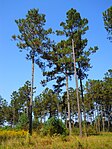 Aspecte característic dels Pinus taeda, loblolly pine, Mississippi, USA