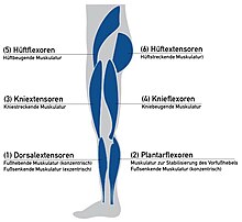 Beschreibung der Funktionen der großen Muskelgruppen zur Festlegung der Funktionselemente einer Lähmungsorthese, die eingeschränkte Muskelfunktionen ausgleichen sollen.