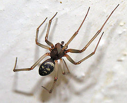 самиця Steatoda grossa