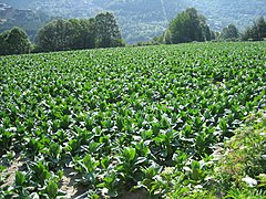 A field of tobacco plants in Sispony.