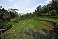 Rice terrace in Bali