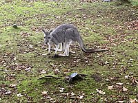 Kangaroeferbliuw