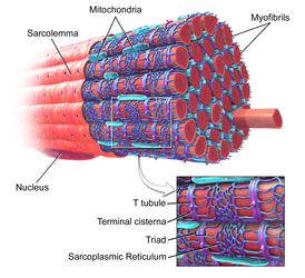 Skeletal muscle.