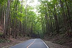 Mahogany forest in Bohol