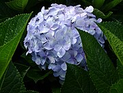 A hydrangea flower in Da Lat