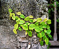 Fíkovník plazivý (Ficus pumila)