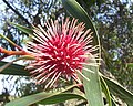 Pincushion hakea at Hakea laurina, by Fir0002