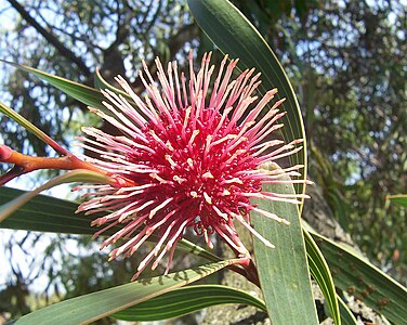 Hakea laurina, by Fir0002