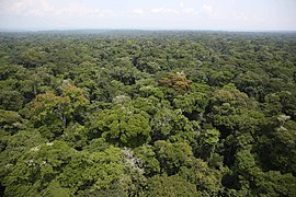 Вологі тропічні ліси басейну Конго