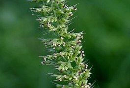 Setaria verticillata, bristly foxtail