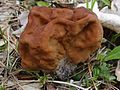 Gyromitra esculenta (Discinaceae)