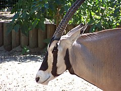 Oryx beïsa (Oryx beisa).