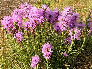 Liatris punctata Foto: Matt Lavin