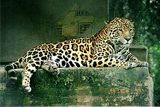 Jaguar