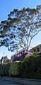 Eucalypt in front of Parliament House