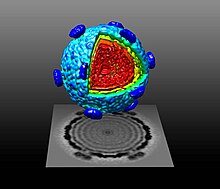 The RNA-packaged procapsid (protein shell) of "Pseudomonas virus phi6"