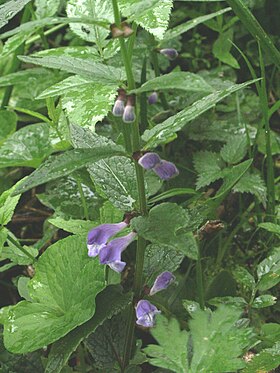 Scutellaria galericulata