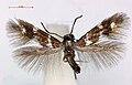 Antispila voraginella (Heliozelidae)