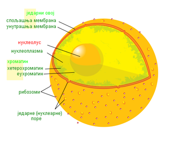 Položaj jedarceta u jedru