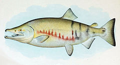 Description de l'image Dog Salmon Breeding Male.jpg.