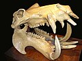 Hippopotamus skull