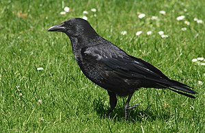 Suart Kriak (Corvus corone corone) LC - least concern (ei trüüwet)