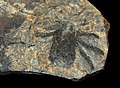 Fossil d'un trigonotarbid, premier aracnids exclusivament terrèstre.
