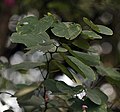 Leaves at Botanical Gardens, Kolkata, West Bengal, India.