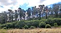 Image 35A Monterey pine forest in Sydney, Australia (from Conifer)