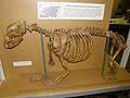 Скелет малого пещерного медведя