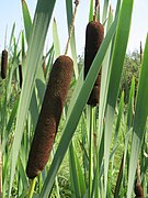 Spadice fără spată la Typha latifolia (papură)