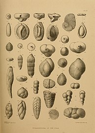 Foraminifera