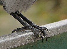 Detailfotografie zweier Vogelbeine