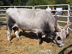 Kormos magyar szürke bika