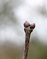 Orgona (Syringa vulgaris) rügypikkelyek