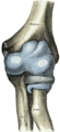 Capsule of elbow-joint (distended) seen from front