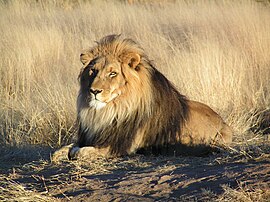 Løve, Panthera leo