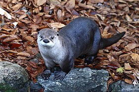 North American river otter (Lontra canadensis)