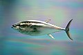 Pacific bluefin tuna