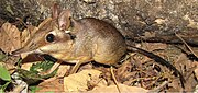 Brown elephant shrew