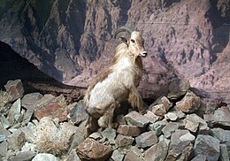 Kitömött arab tahr