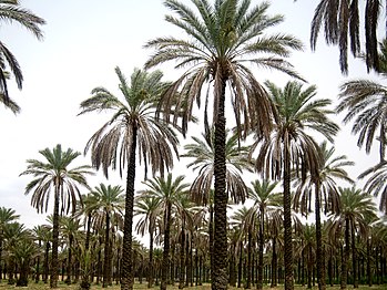 Palm trees in Jahrom