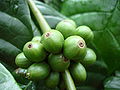 Nezralé plody kávovníku Coffea canephora