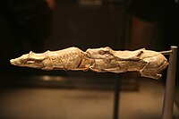 『スイミング・レインディア』約13,000年前。泳いでいる雄雌のトナカイで、マドレーヌ文化後期の作。フランスのタルヌ＝エ＝ガロンヌ県モンタストリュックで発見。