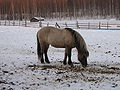 Grulla