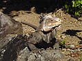 31 août 2006 Exemple d'iguane de l'espèce Iguana delicatissima
